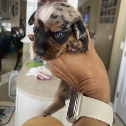 Cappuccino - Dapple female Dachshund puppy in Raleigh, North Carolina from Capital City Dachshunds