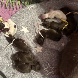 Morkie puppies from Fanci Pants Parti Yorkies