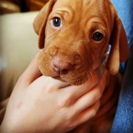 Vizsla Puppies from Elisha Martinez
