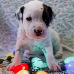 Martha May - White and black female Dalmatian puppy in Whitwell, Tennessee from Rock a Dalmatian “RockADal”