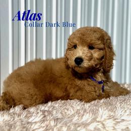 Goldendoodle and Poodle Puppies from Katy's Toy Poodles & Doodles