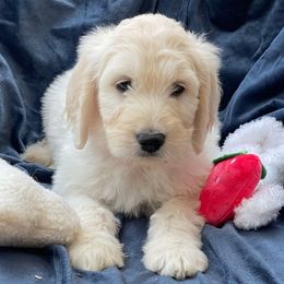 EV - Cream female Goldendoodle puppy in Rocky Point, North Carolina from CelticDoods