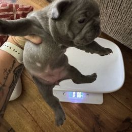 French Bulldog Puppies from Candice Thaggard