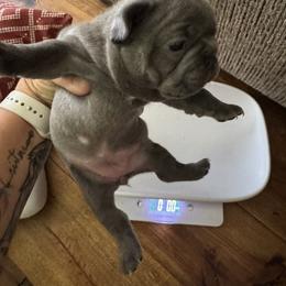 French Bulldog Puppies from Candice Thaggard