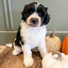 Stilton - Black and white male Aussiedoodle puppy in Flagstaff, Arizona from Gunstock Doodles