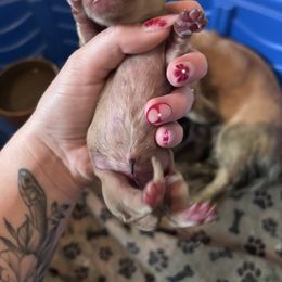 Boy 2 - Cream male Dachshund puppy in Cottonwood, Arizona from JuniperWood Dachshunds
