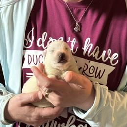 Rapha - White female German Shepherd puppy in Perkasie, Pennsylvania from Twila Ruth Herot