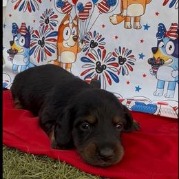 Pillow-Cat - Black and tan female Dachshund puppy in Duncan, Arizona from Bootheel Doxies