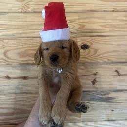 Yellow Girl - Dark golden female Golden Retriever puppy in Hendersonville, North Carolina from Apple Country Retrievers