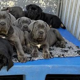 Cane Corso from Ruben Cane Corso