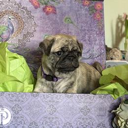 Girl 3 - female Pug puppy in Anderson Island, Washington from Purebred Pugs of Puget Sound