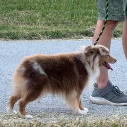 Rigsby - Toy Australian Shepherd