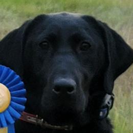 Pixie - Labrador Retriever