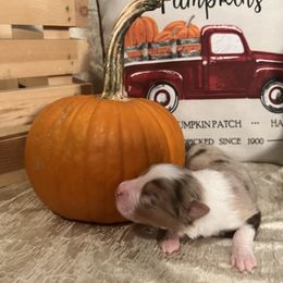 Australian Shepherd Puppies from A Beautiful Soul Aussies