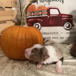 Australian Shepherd Puppies from A Beautiful Soul Aussies
