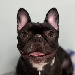 Glo - French Bulldog