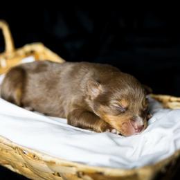 Buck - Red tri male Miniature Australian Shepherd puppy in Yantis, Texas from Marie Mini Aussies
