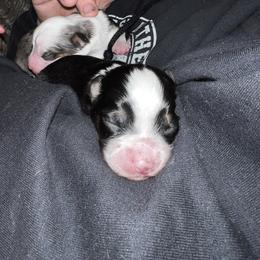 Australian Shepherd Puppies from Kelly Arndt