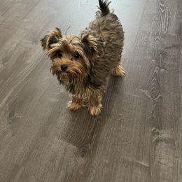 Izzi - Yorkshire Terrier