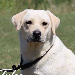 Tulsa - Labrador Retriever