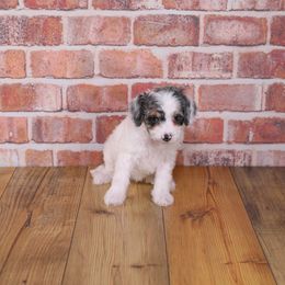 Poppy - Merle female Cavapoo puppy in Calhoun, Georgia from Happy Top Doodles