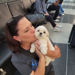 Bella - White and tan female Mal-Shi puppy in Mundelein, Illinois from FurEver Friends Designer Breeds