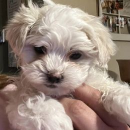 Maltese from Fisher's Pup-cakes