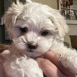 Maltese from Fisher's Pup-cakes