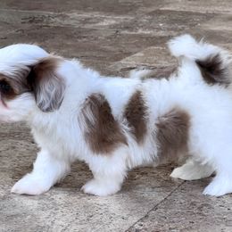 Havanese Puppies from Delightful Havanese