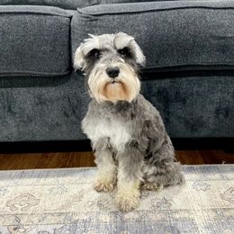 Sophie - Miniature Schnauzer