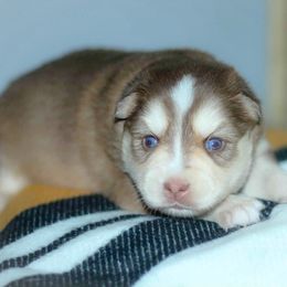 Ginger - Red and white female Pomsky puppy in Bremen, Indiana from AMS Pomeranians and Pomskies in Indiana
