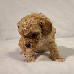 Poodle Puppies from Carolina Poodle Palace