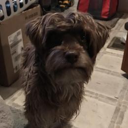 Barkley - Yorkshire Terrier