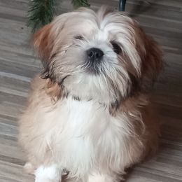Gus - Shih Tzu