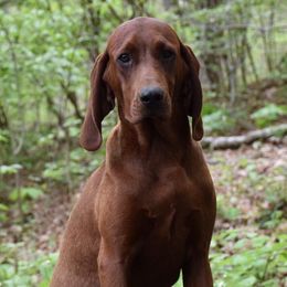 Bluetick Coonhounds and Redbone Coonhounds from Anlon Kennels