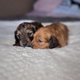 Dachshund Puppies from Diddle Bros Dachshunds