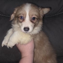 Red Bluie Full Fluffy Male - White and red male Pembroke Welsh Corgi puppy in Unicoi, Tennessee from East Tennessee Clark Corgis
