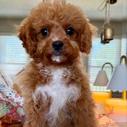 Jolene - Red female Cavapoo puppy in Chattanooga, Tennessee from Scenic City Doodles