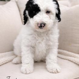 Toast - Black and white male Sheepadoodle puppy in Thornville, Ohio from Four Front Doodles & Friends