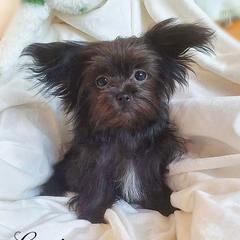 Lyric - Black male Mi-Ki puppy in Toronto, Ohio from Shekinah’s Mi-Kis & Cricket Hill’s Westies