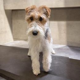 Poppy - Wire Fox Terrier