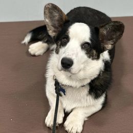 Cardigan Welsh Corgis from Ataraxis Cardigan Welsh Corgis