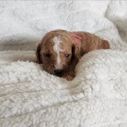 Pink - Apricot female Goldendoodle puppy in Cumming, Georgia from Chattahoochee Kennels