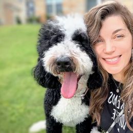 Bernedoodles from Pyper Bernedoodles SATX