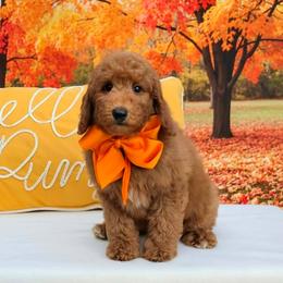 Millie's Orange Boy - Red  male Goldendoodle puppy in Kountze, Texas from Texas Doodles LLC