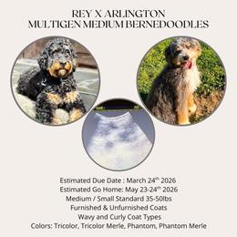 Bernedoodle puppies from WestPenn Doodles LLC
