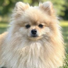 Pomeranians from Simon Pomeranians