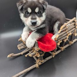 German Shepherd and Siberian Husky Puppies from Sstar
