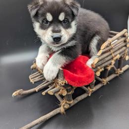 German Shepherd and Siberian Husky Puppies from Sstar