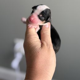 Rory - Tri-color female Bernedoodle puppy in Marion, Ohio from Doodles & Doxies